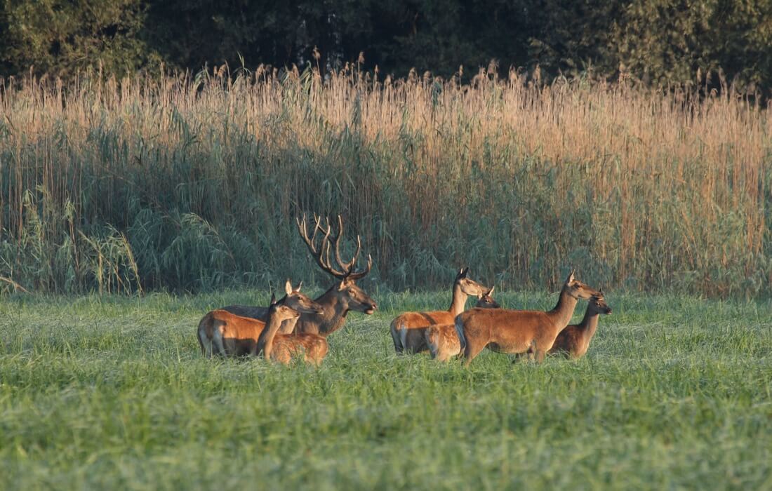 Herd of deers inside Kopacki rit, Baranja